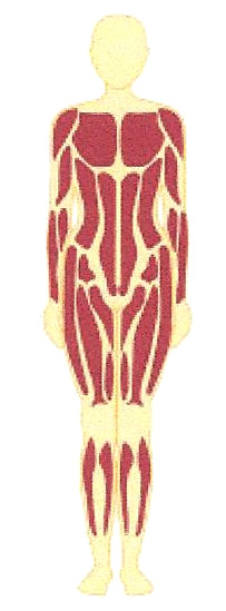 Body Diagram muscular